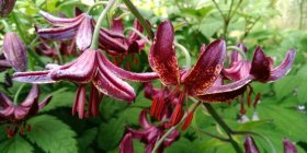 Lilium martagon 'Claude Shride' Varjolilja